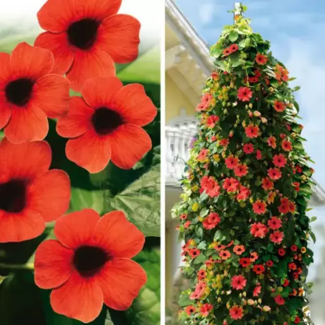 Thunbergia Alata - Red la Ghiveci