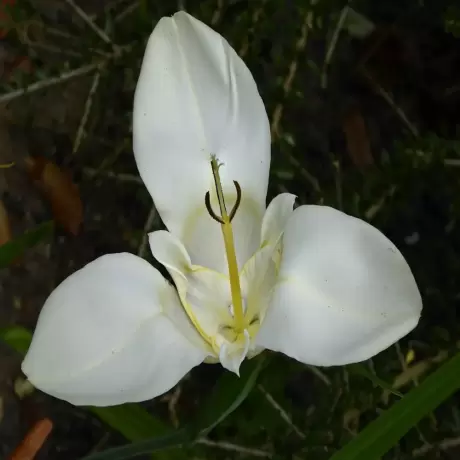Bulbi de Tigridia Alba Imaculata