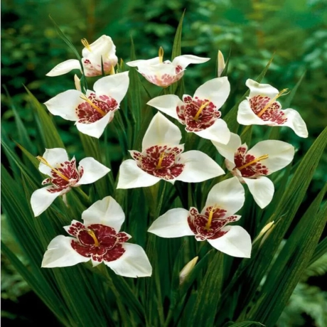 Bulbi de Tigridia Pavonia Alba