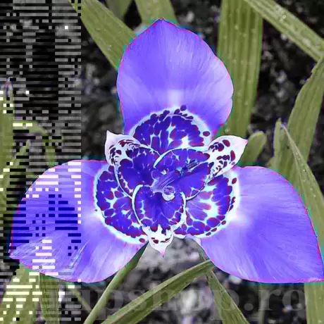 Bulbi de Tigridia Lilacea
