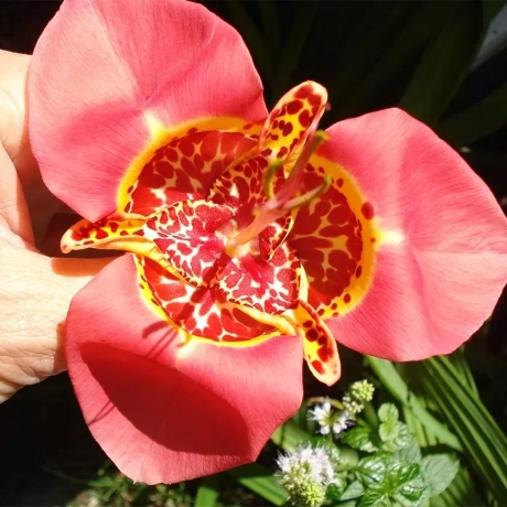 Bulbi de Tigridia Liliacea