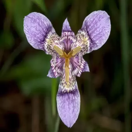 Bulbi de Tigridia Matudae