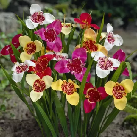 Bulbi de Tigridia Pavonia Mix