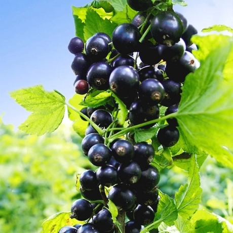 Arbust fructifer - Coacaz Negru Tip Pom Anul 3 cu Radacina Impachetata