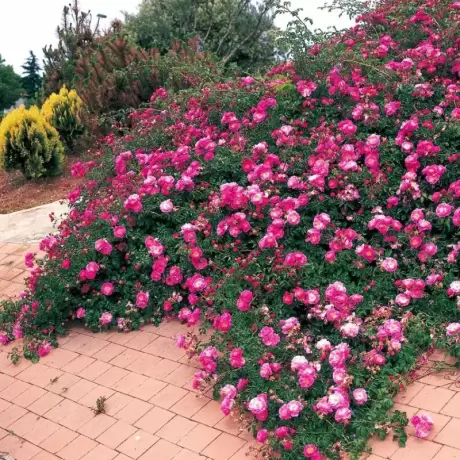 Trandafir Târâtor - Royal Pink - Anul 3 la Ghiveci