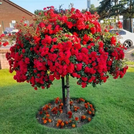 Trandafir Pomisor Scarlet la Ghiveci
