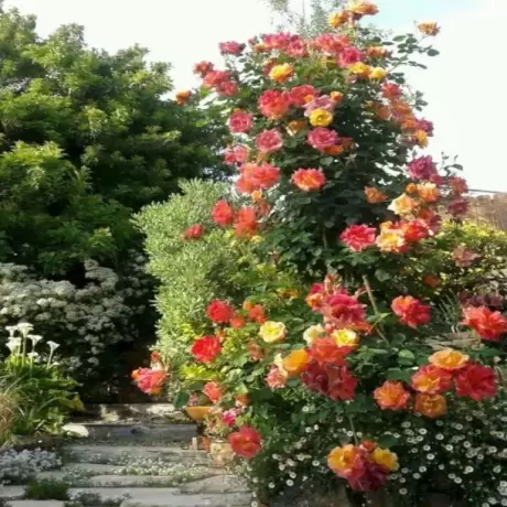 Trandafir urcator Orange Red - anul 3 la Ghiveci