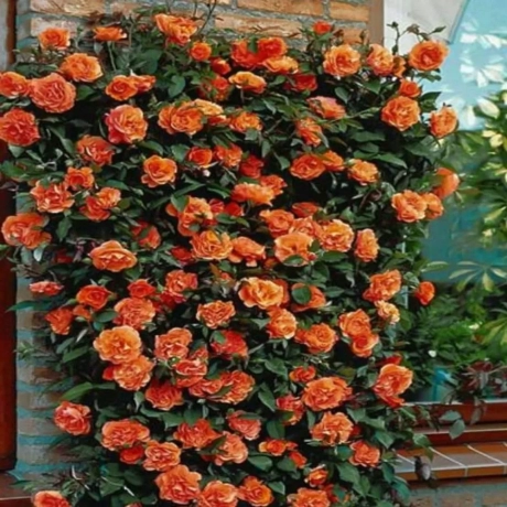 Trandafir urcator Orange - anul 3 la Ghiveci