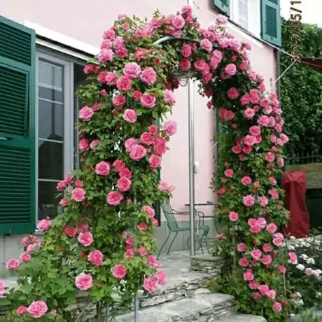 Trandafir urcator Pink Mushimara - anul 3 la Ghiveci
