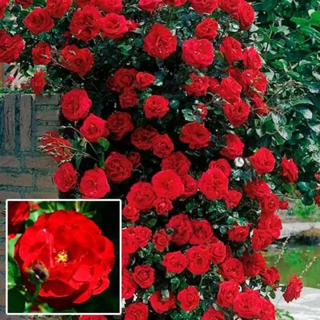 Trandafir urcator Red - anul 3 la Ghiveci