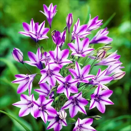 Bulbi de Triteleia Rudy