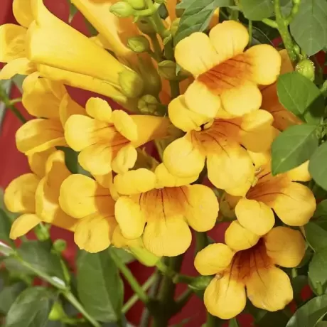 Campsis - Pipa Turcului - Judy la Ghiveci
