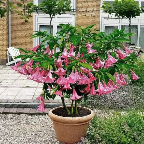 Trompeta Ingerilor Angels Pink la Ghiveci