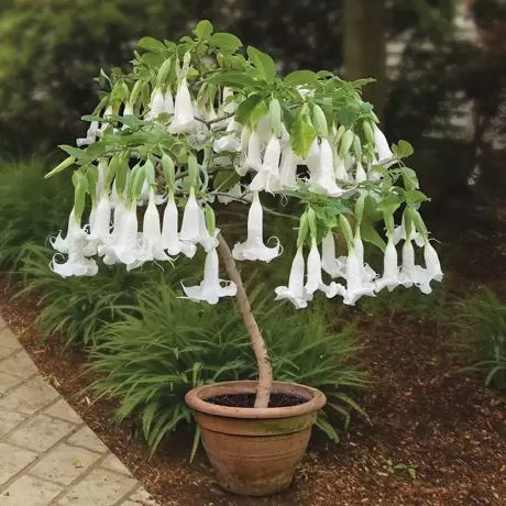 Trompeta Ingerilor Angels White la Ghiveci
