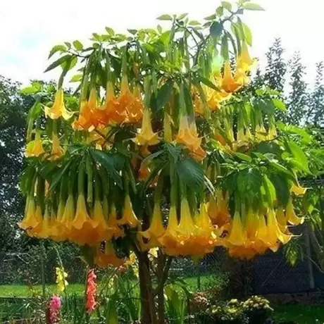 Trompeta Ingerilor Angels Yellow la Ghiveci