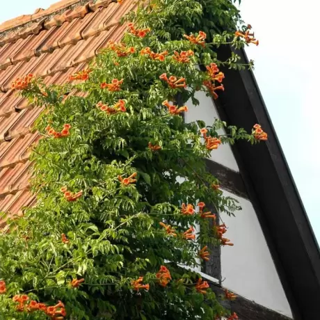Campsis - Pipa Turcului - Radicans la Ghiveci