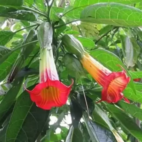 Trompeta Ingerilor Red la Ghiveci
