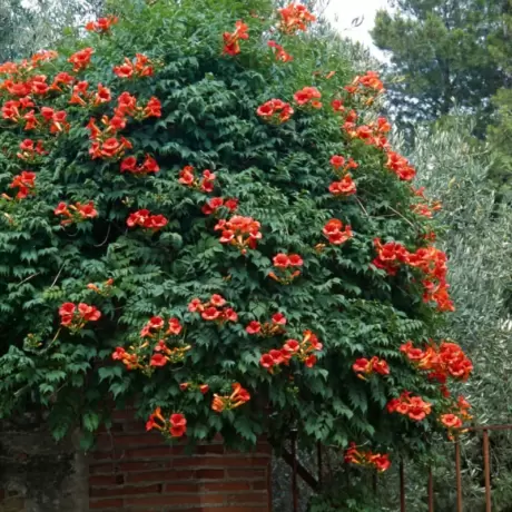 Campsis - Pipa Turcului - Flamenco la Ghiveci
