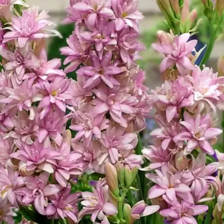Tuberoze Pink Sapphire