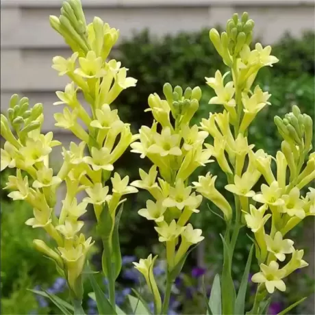 Tuberoze Yellow Baby