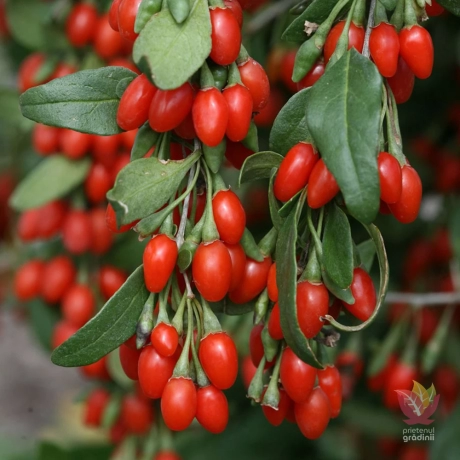 Arbust Fructifer - Goji Berry Tufa - Cu Radacina Impachetata