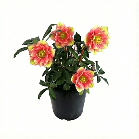 Helleborus Spanz Double - Spring Blush