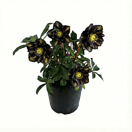 Helleborus Spanz Double - Midnight Gold