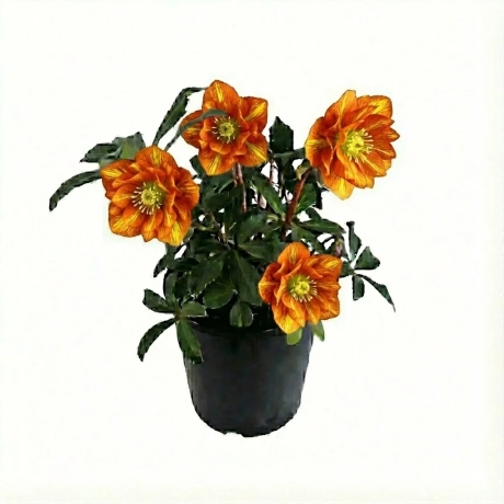 Helleborus Spanz Double - Phoenix Rising