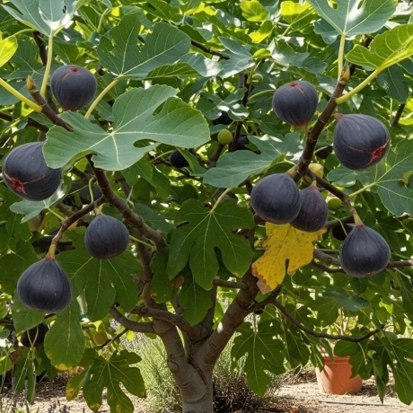 Pom fructifer - Smochin Negru de Crimeea - radacina impachetata