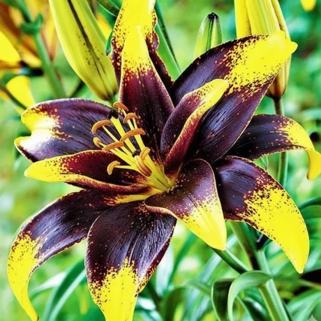 Bulbi de Crin Purple Heart