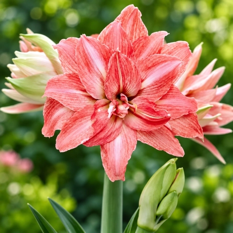 Bulbi de Amaryllis - Hippeastrum Double Lady Jane