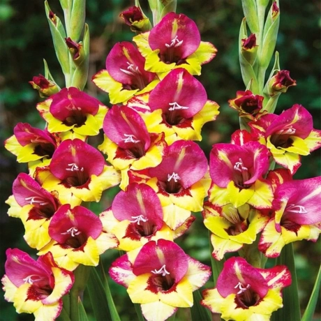 Bulbi de Gladiole Vasto