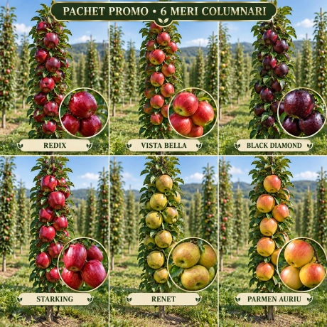 Pachet Promo - 6 Meri Columnari Premium