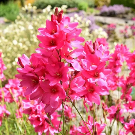 Bulbi de Ixia Venus