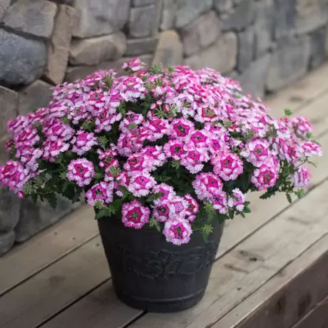 Verbena Hurricane - Roz la Ghiveci