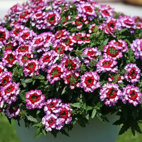 Verbena Hurricane - Mov - Roșu la Ghiveci