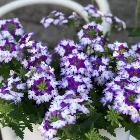 Verbena Hurricane - Alb - Albastru la Ghiveci