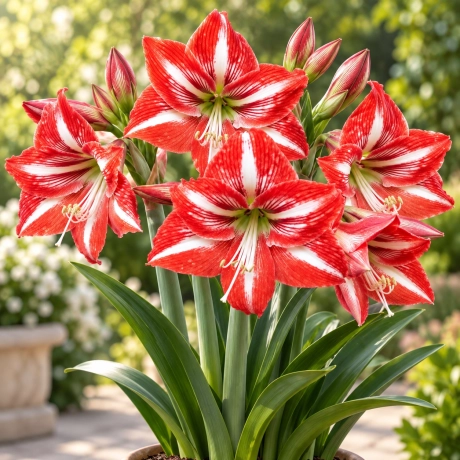Bulbi de Amaryllis - Hippeastrum Minerva