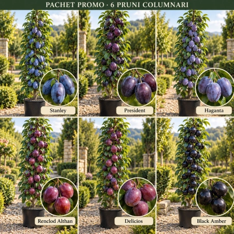Pachet Promo - 6 Pruni Columnari Premium