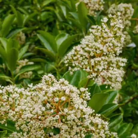 Calin - Viburnum Awabuki la Ghiveci