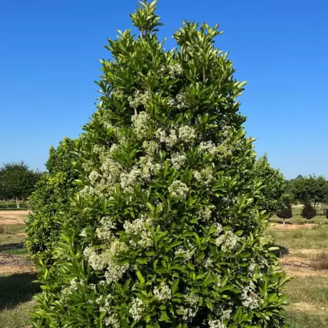 Calin - Viburnum Awabuki la Ghiveci