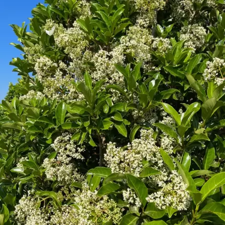 Calin - Viburnum Awabuki la Ghiveci