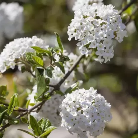 Calin - Viburnum Burkwodii la Ghiveci