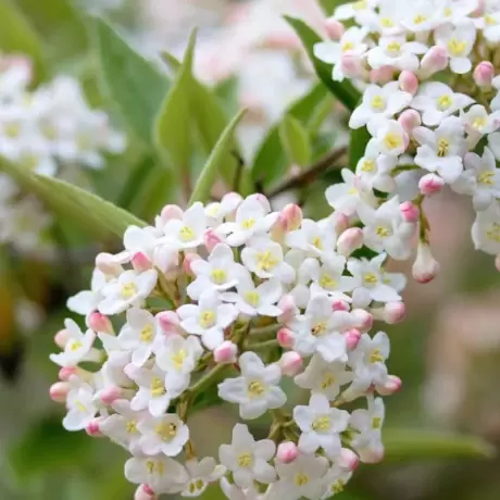 Calin - Viburnum Burkwodii - Anna Russel la Ghiveci