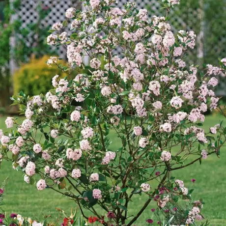 Calin - Viburnum Burkwodii - Anna Russel la Ghiveci