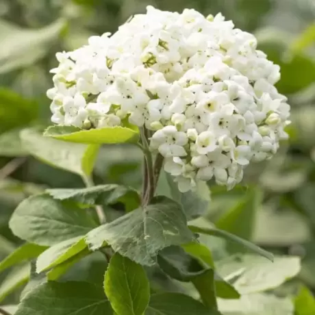 Calin - Viburnum Carcepalum la Ghiveci