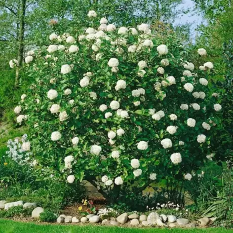 Calin - Viburnum Carcepalum la Ghiveci