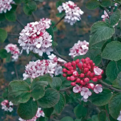 Calin - Viburnum Carlessi Aurora la Ghiveci