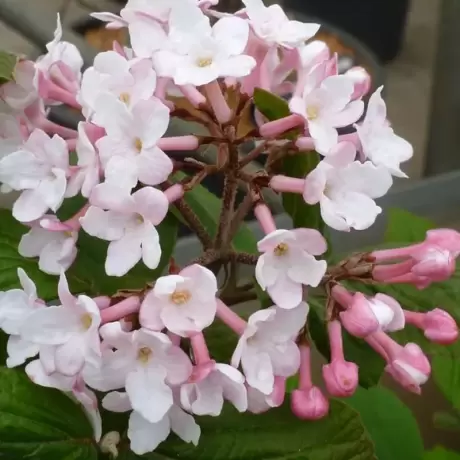Calin - Viburnum Judii la Ghiveci
