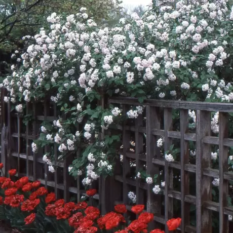 Calin - Viburnum Judii la Ghiveci